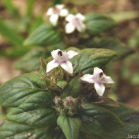 Knoxia platycarpa var. hirsuta (Arn.) Thwaites